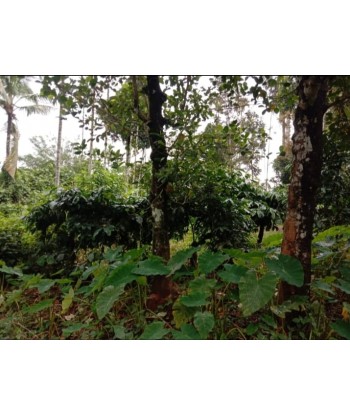 90 Cent Farm Land for sale...