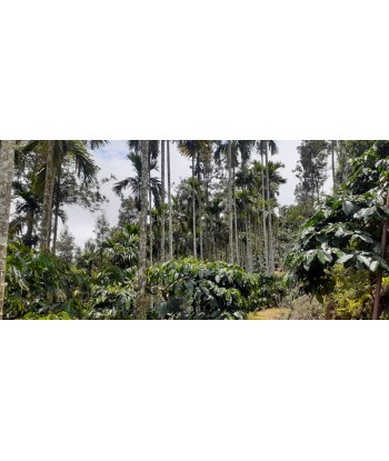 8 Acre Coffee Plantation...