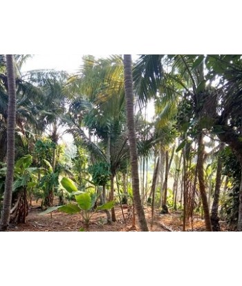 10 Cent Residential Land...