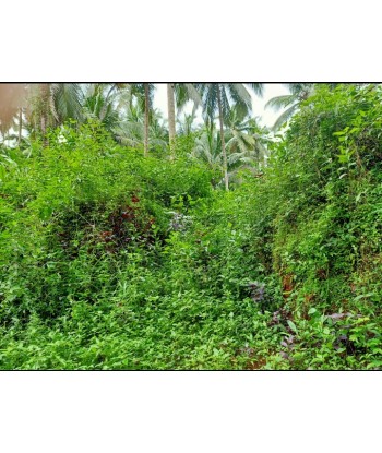 18 Cent Commercial Land for...