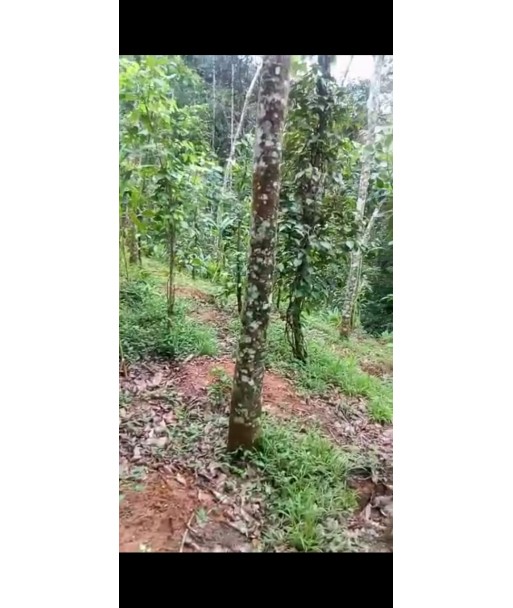 2 Acre Agricultural Land with House Nedumkandam Idukki