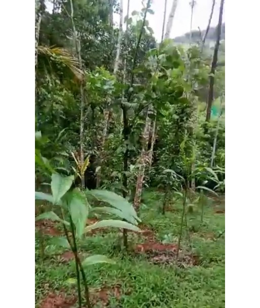 2 Acre Agricultural Land with House Nedumkandam Idukki