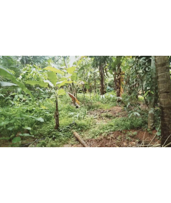 9 Cent Residential Land for...