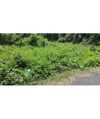 7 Cent Residential Land for...