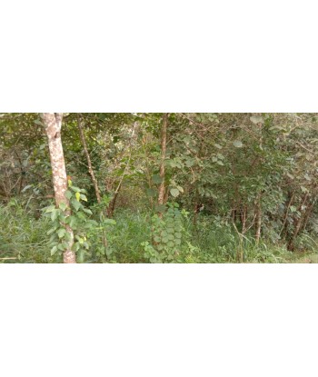 2.75 Acre Farm and Resort...