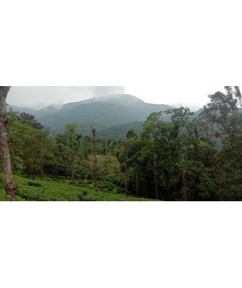 3.5 Acre Resort Land for...