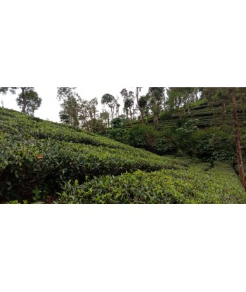 2 Acre Resort Land for sale...
