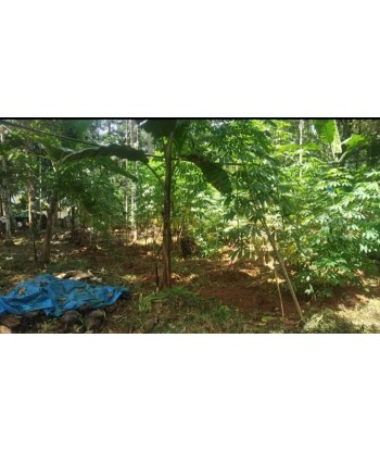 14 Cent Residential Land...