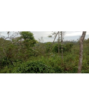 8 Acre Farm and Resort Land...