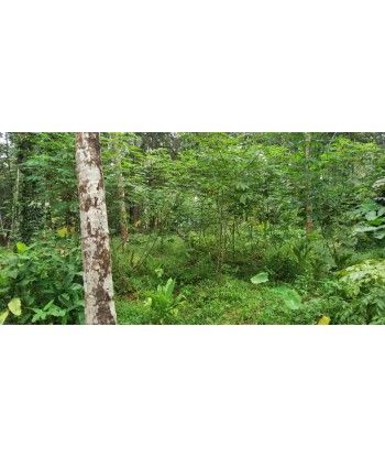 16 Cent Residential Land...