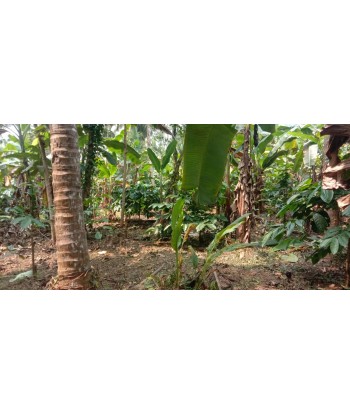 1 Acre Agricultural Land...