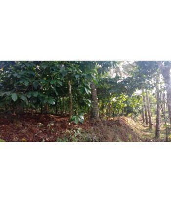 1.6 Acre Farm Land for sale...