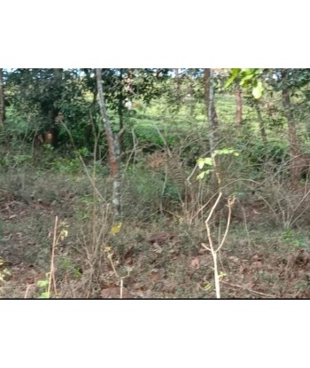 60 CENT RESOT LAND FOR SALE...