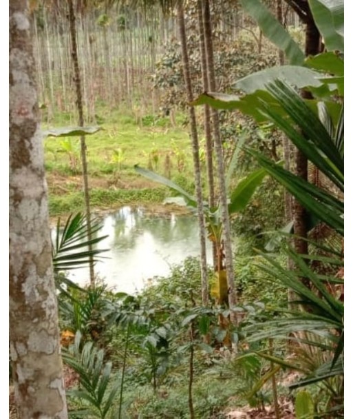 6.5 ACRE AGRICULTURAL FARM LAND FOR SALE AT KAVUMANNAM WAYANAD