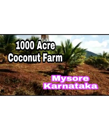 1000 Coconut Farm For Sale...