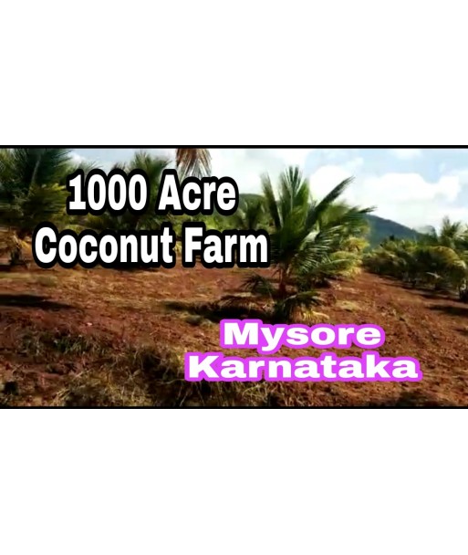 1000 Coconut Farm For Sale at Mysore Karnataka