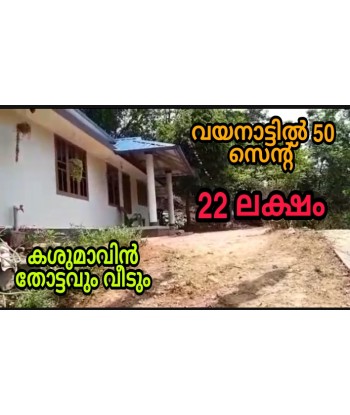 50 Cent Cashew Tree Plant...