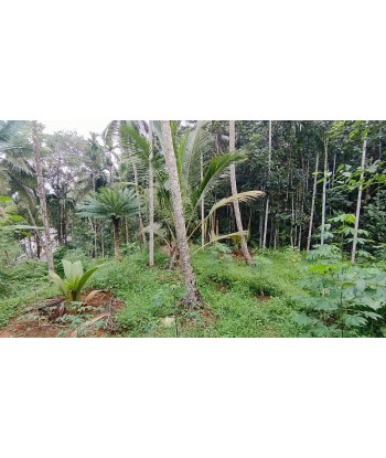 50 Cent House Plot For Sale...