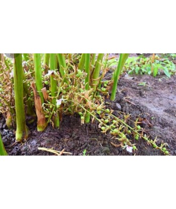 22 Acre Cardamom Estate For...