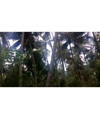 3000 Acre Coconut Farm For...