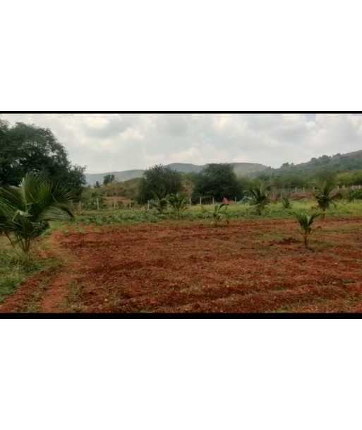 9 ACRE COCONUT AGRICULTURAL FARM LAND FOR SALE IN DINDIGUL TAMILNADU