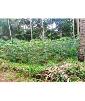 7 Cent Residential Land for...