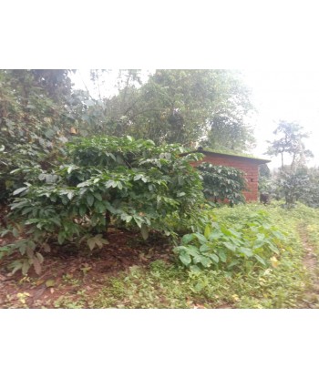 1.70 Acre Agricultural Land...